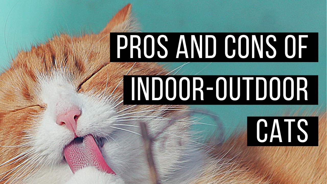 PET ADVICE by KTMJ Veterinary Clinic in the News Topeka, Kansas